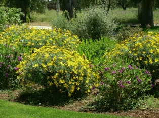 Vivai Piante, Salento