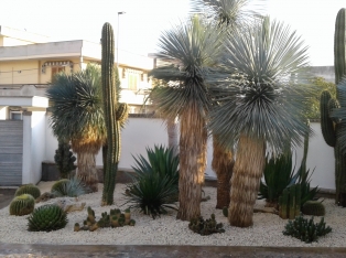 Produzione Piante nel Salento