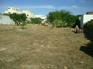 Produzione Piante nel Salento