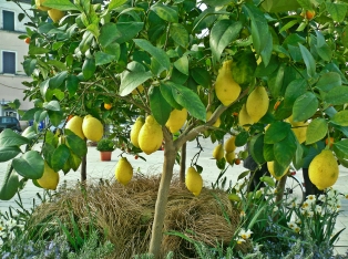 Produzione Piante nel Salento