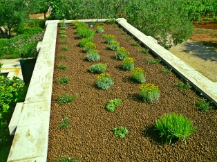 Produzione Piante nel Salento