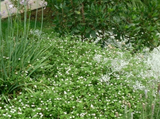 Produzione Piante nel Salento