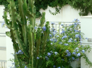 Produzione Piante nel Salento