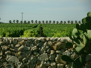 Produzione Piante nel Salento