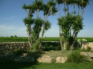 Produzione Piante nel Salento