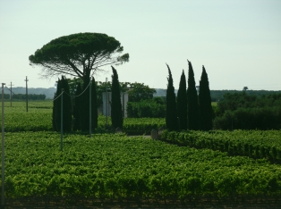 Vivai Piante, Salento