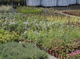 Produzione Piante nel Salento