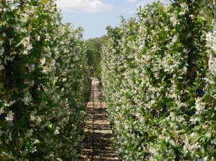 Vivai Piante, Salento