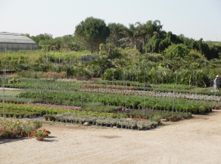 Produzione Piante nel Salento