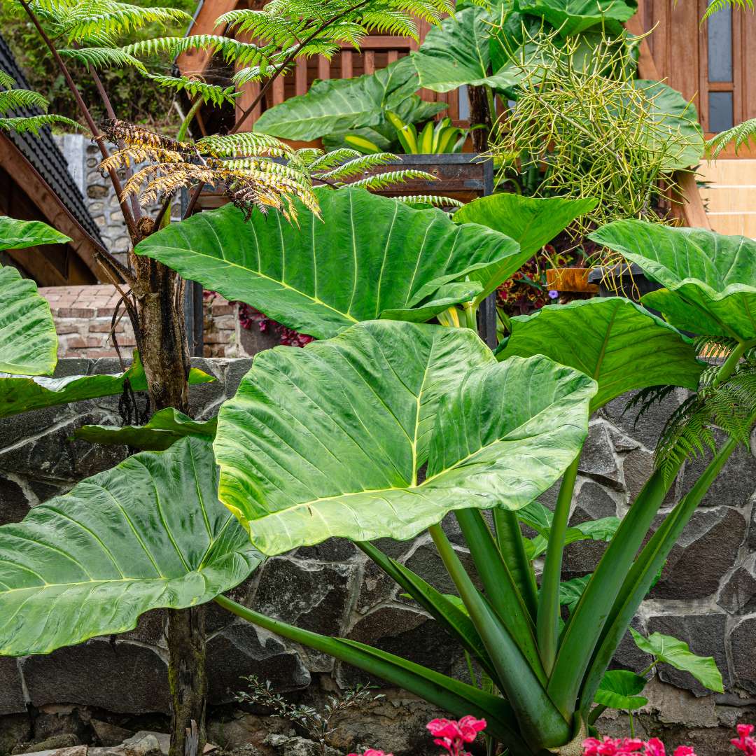 ALOCASIA MACRORRHIZOS