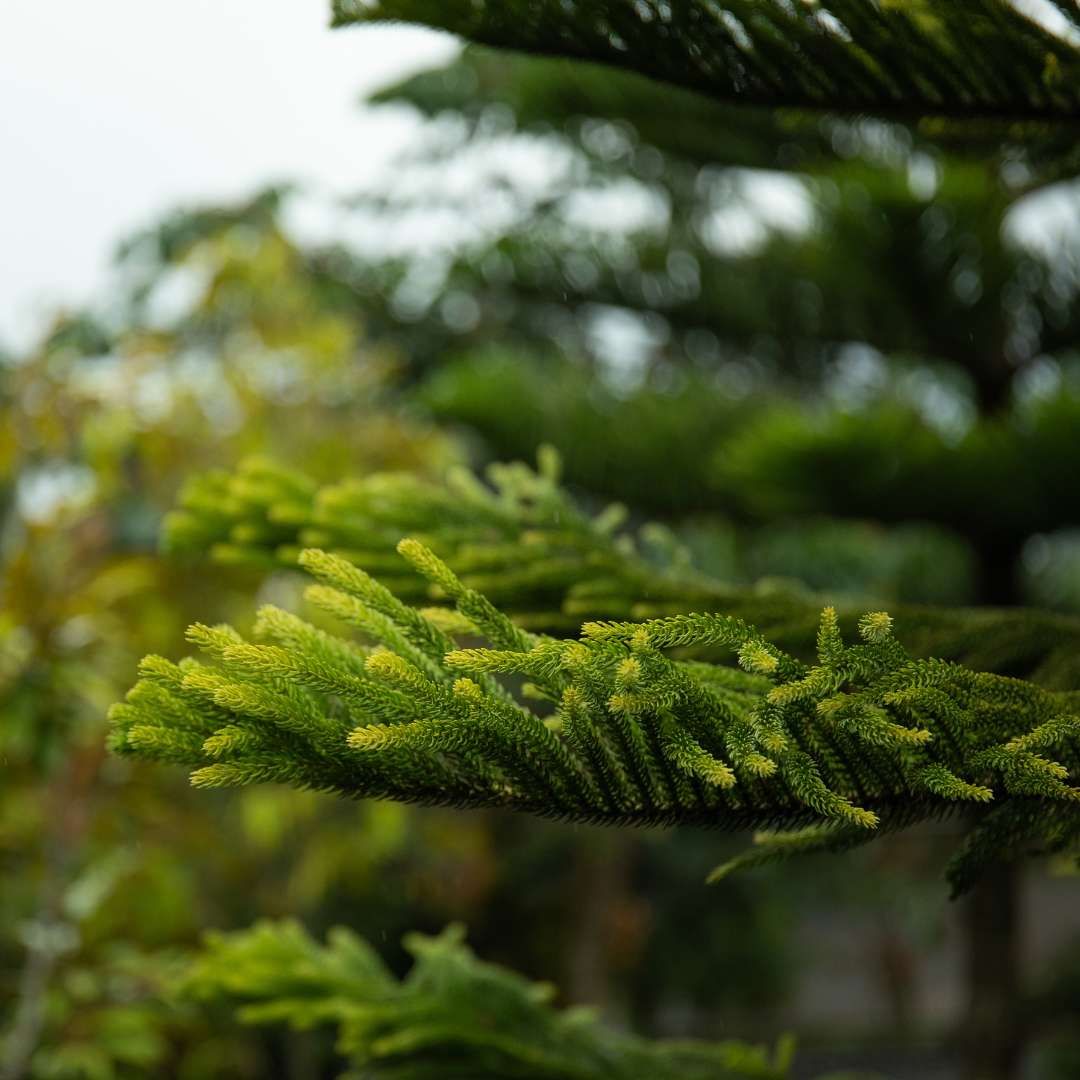 ARAUCARIA EXCELSA (Heterophylla)
