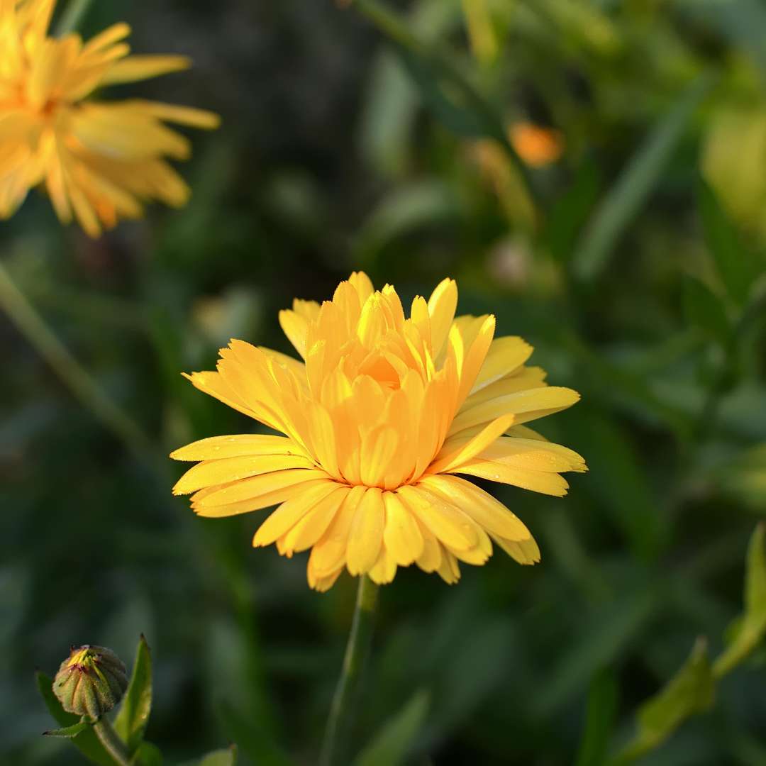 ARCTOTHECA CALENDULA
