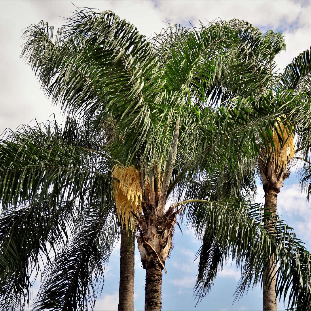 ARECASTRUM ROMANZOFIANUM (Syagrus)