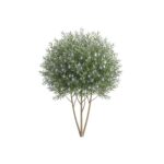 Arbusti Mediterranei