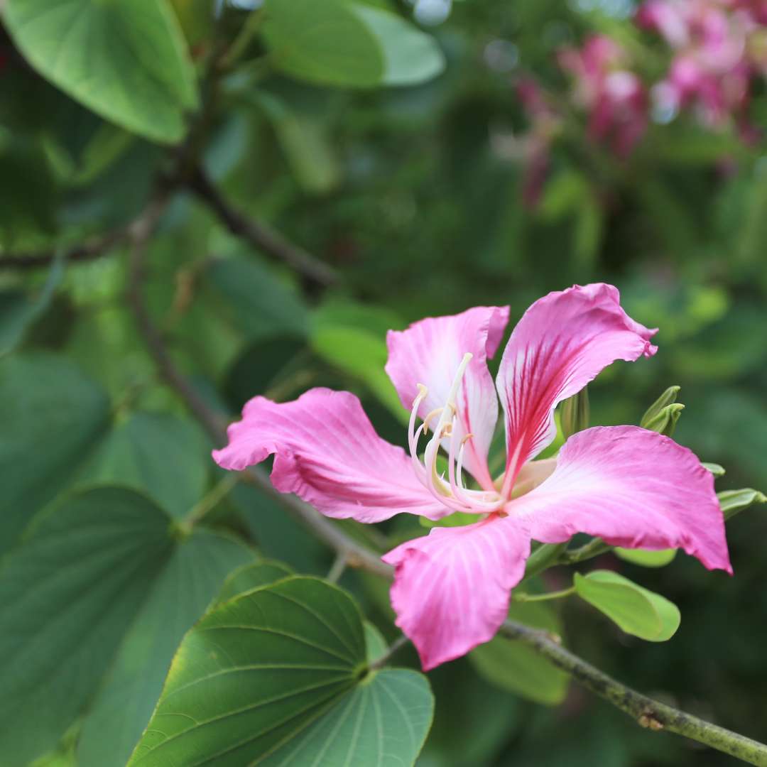 BAUHINIA PURPUREA