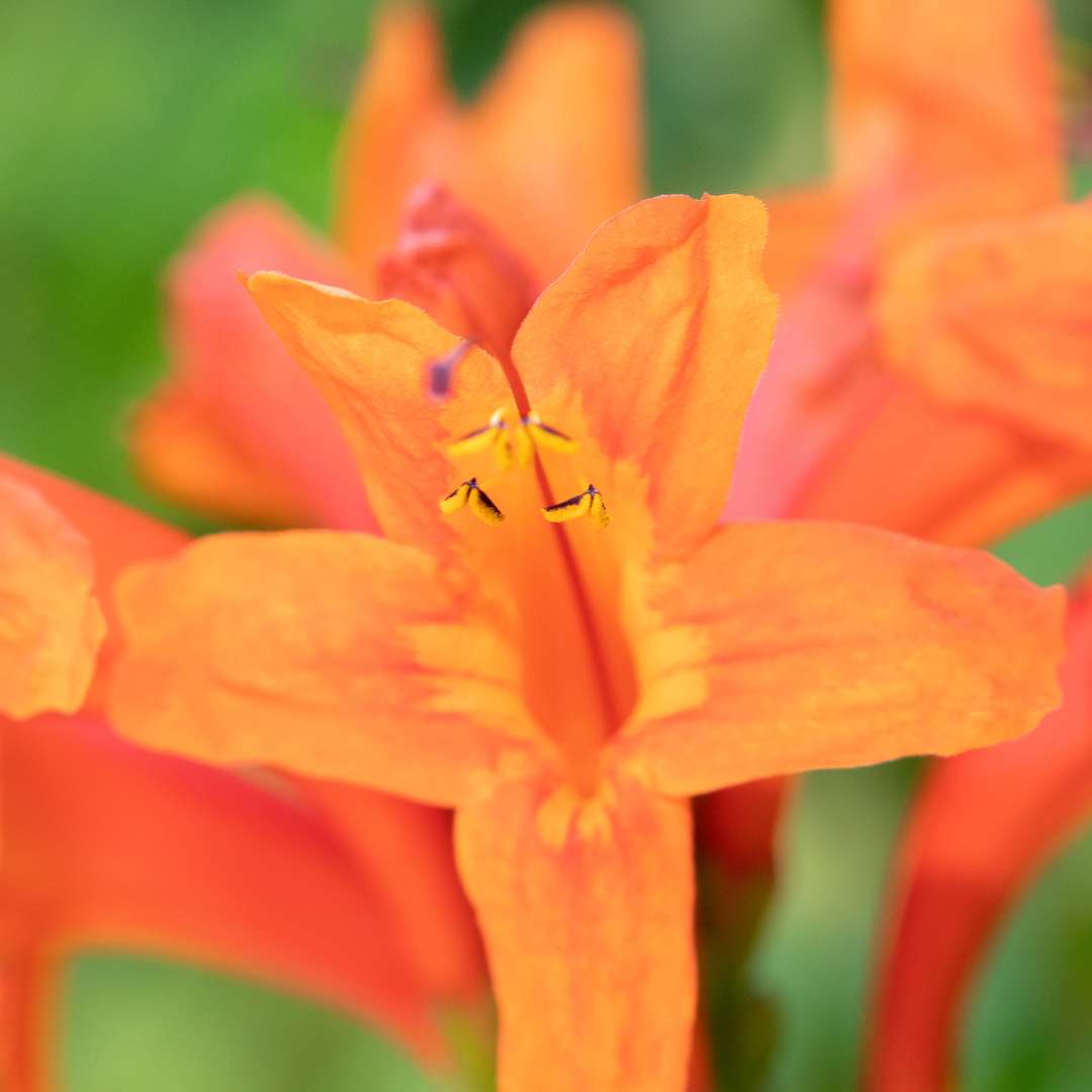 BIGNONIA CAPENSIS (Tecoma)