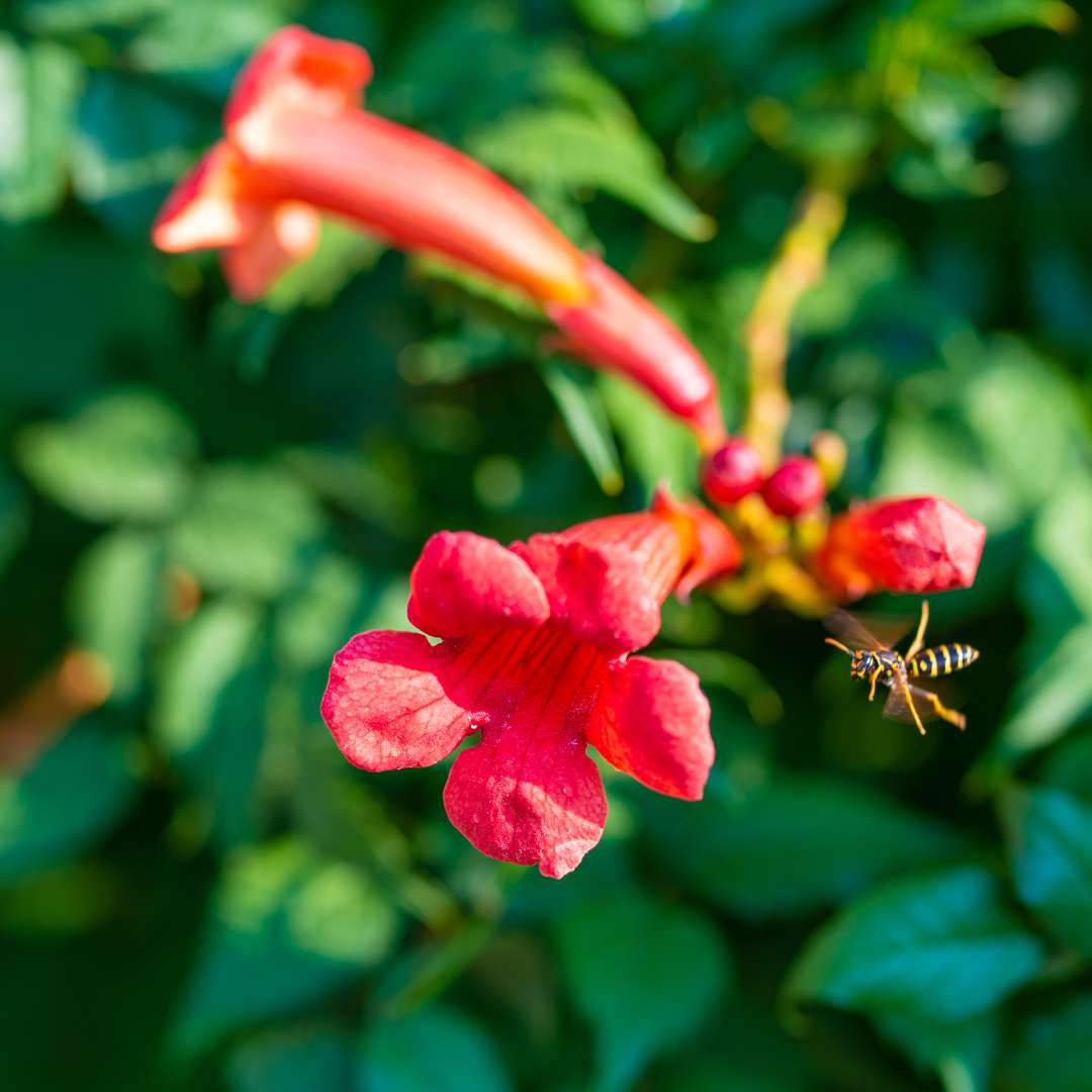 BIGNONIA GRANDIFLORA (Campsis)