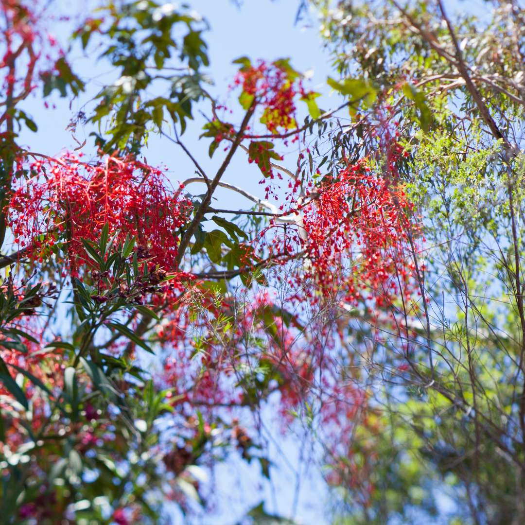 BRACHYCHITON ACERIFOLIUS
