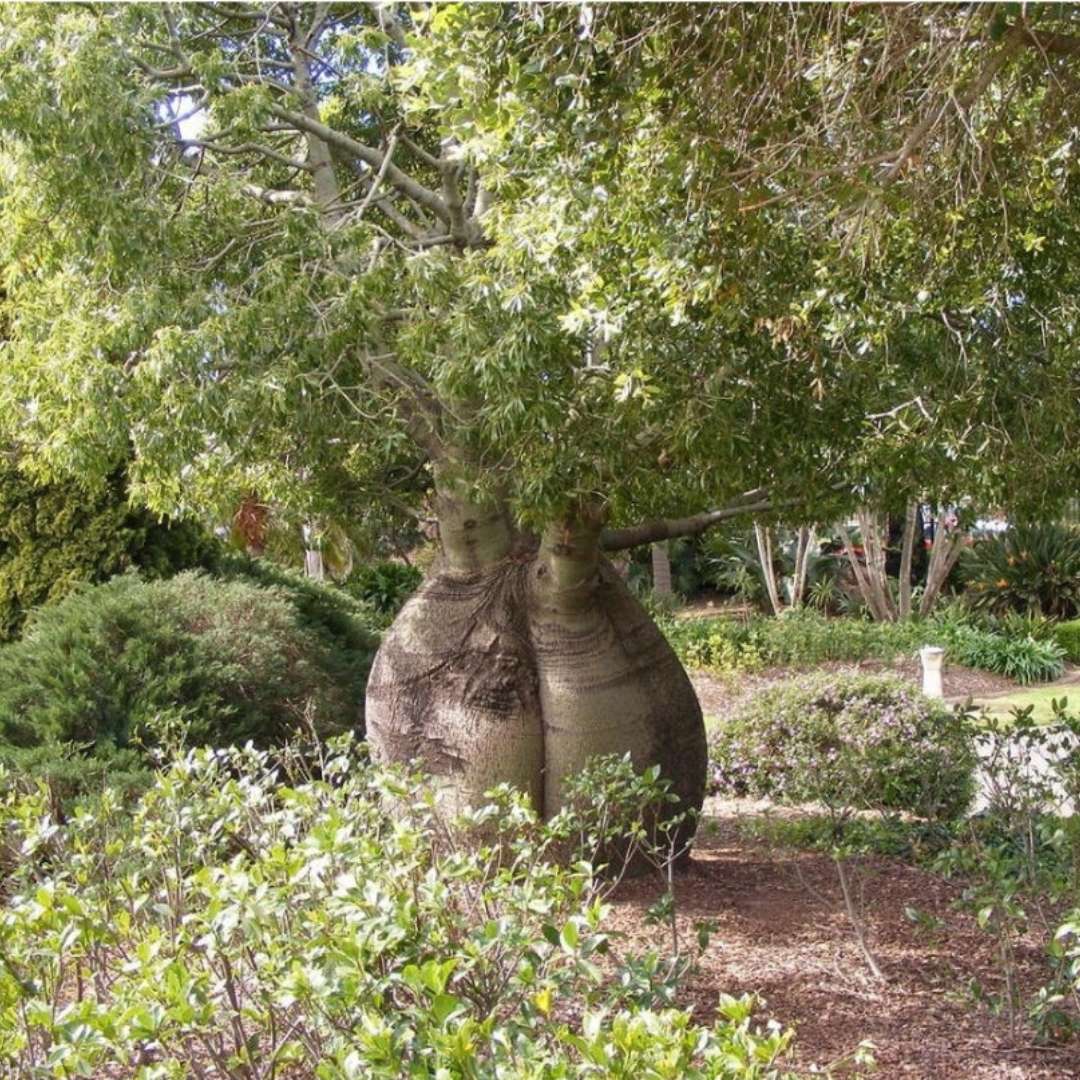 BRACHYCHITON RUPESTRIS