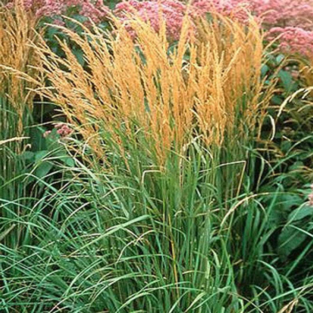 CALAMAGROSTIS KARL FOERSTER