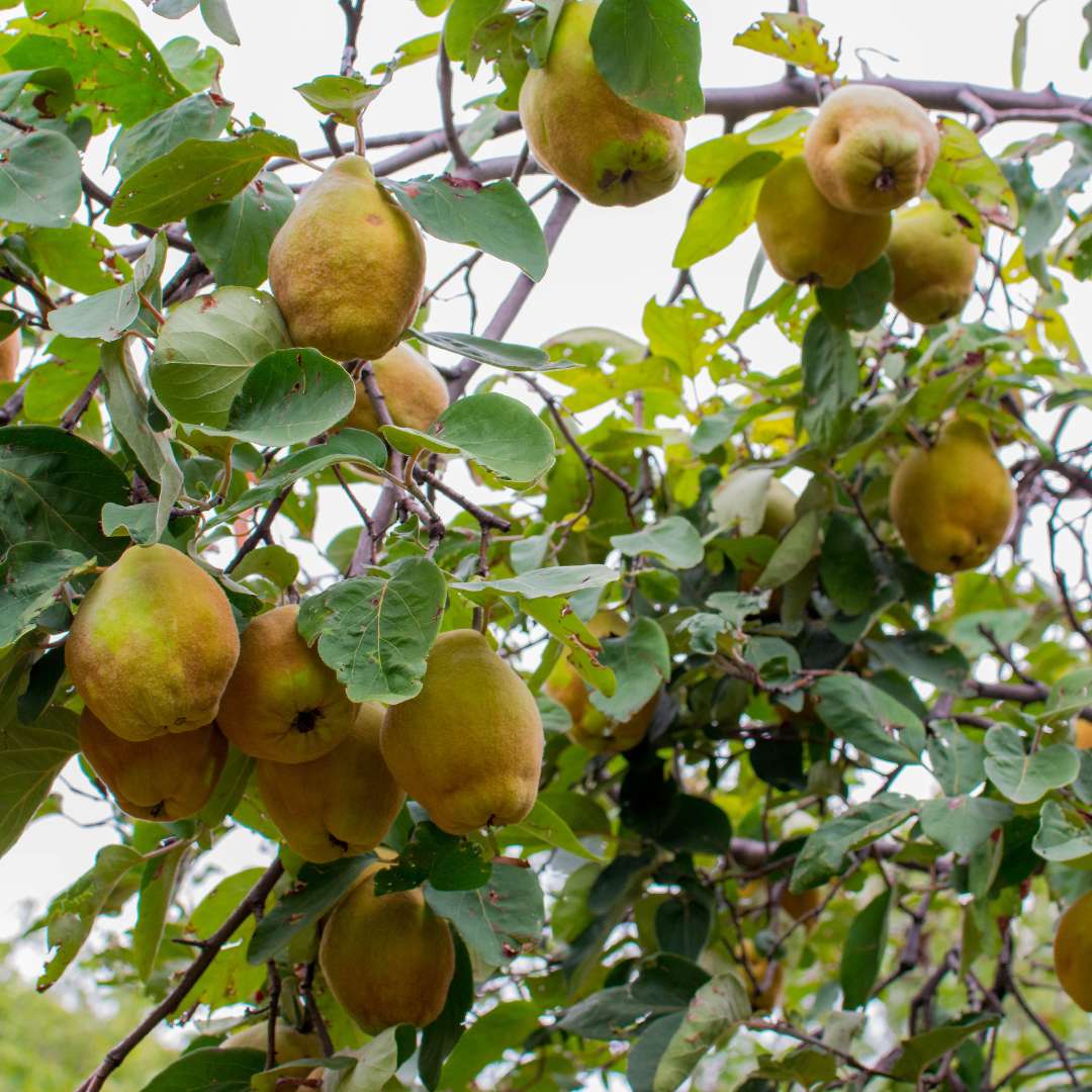 CYDONIA OBLONGA (Pero Cotogno)
