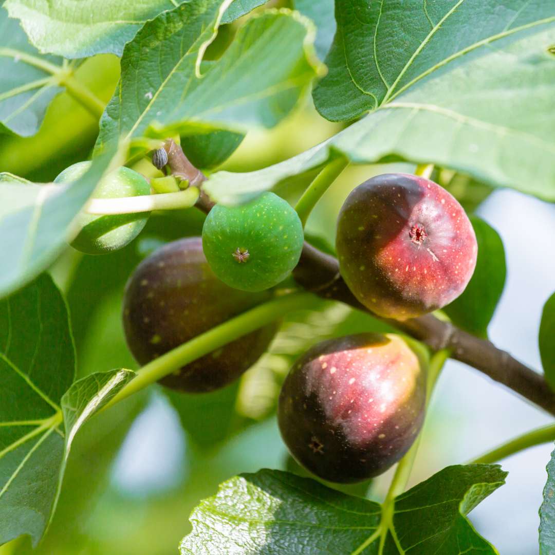 FICUS CARICA (Fico)