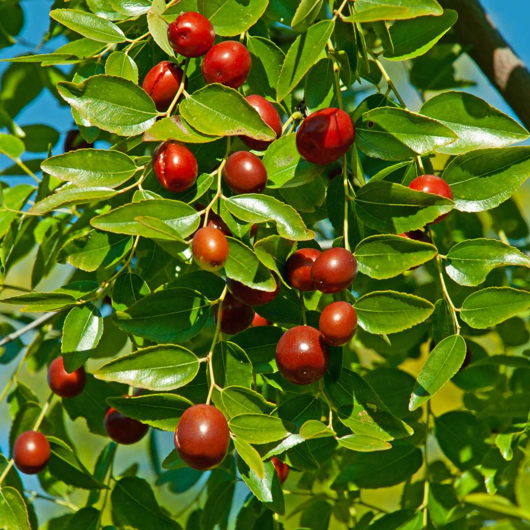 ZIZIPHUS JUJUBA (Giuggiolo)