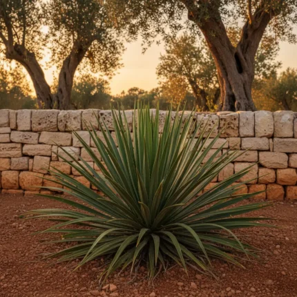 Esemplare di Dasylirion longifolia in un giardino mediterraneo nel Salento.