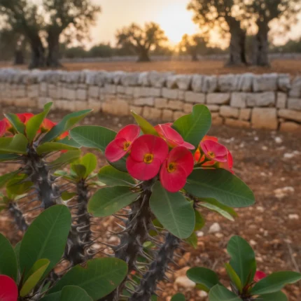 Pianta di Euphorbia Milii a fiori rossi coltivata in Salento
